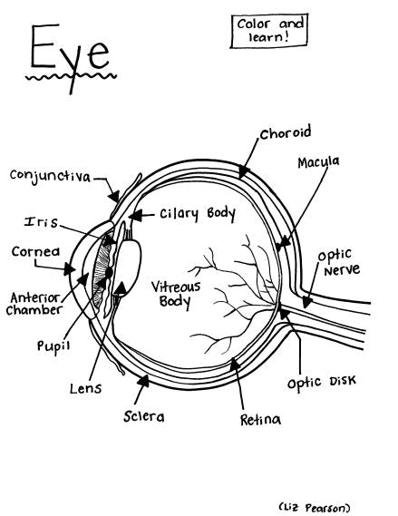 ocular anatomy coloring pages