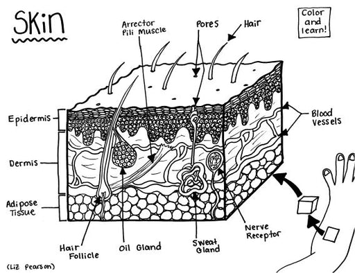 integumentary system diagram for kids