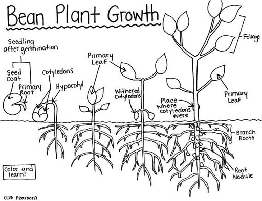 bean plant drawing