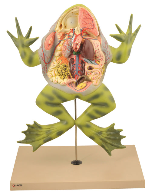 Jumbo 3D Frog Dissection Model w/ Keycard - Eisco Labs — hBARSCI