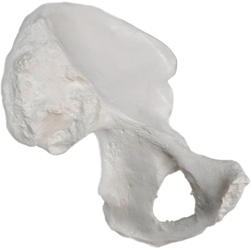 Arm Bone - Humerus Replica