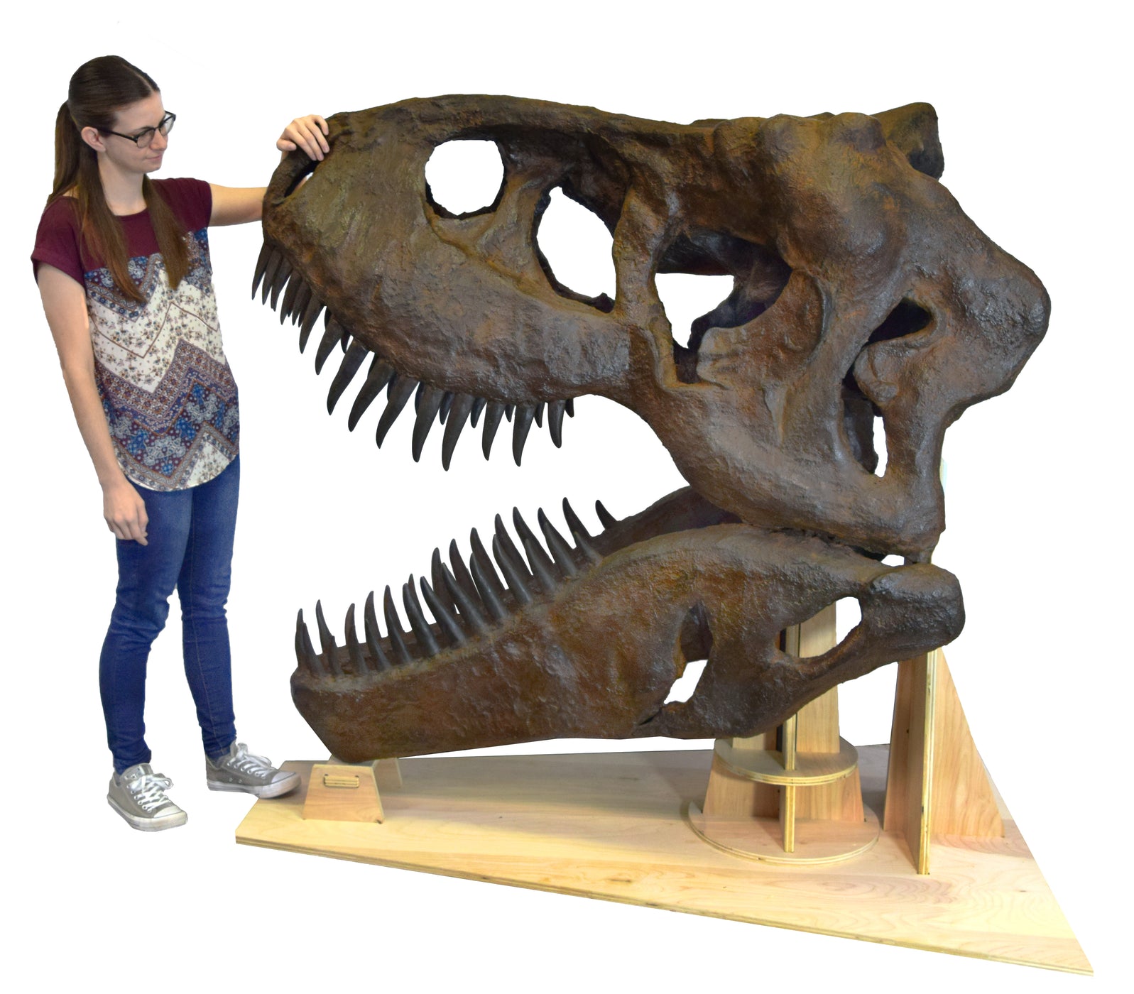 Albums 92+ Images life size t-rex skull replica Completed