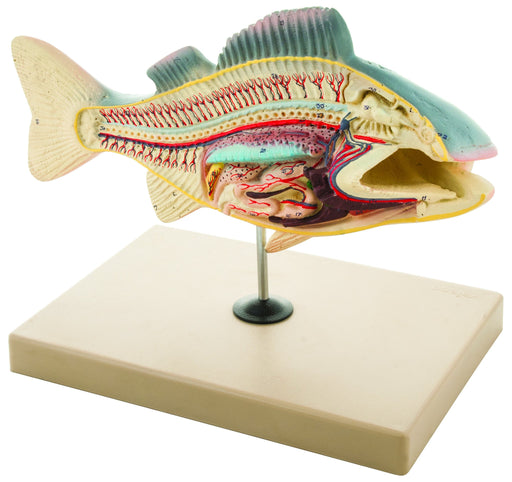 Glass Fish Specimen Model - Marine Life Embedded Specimen Fish Specimen  Teaching Resources Real Fish Resin Transparent Crafts Desk Paperweigh for  Teaching Study : : Toys & Games