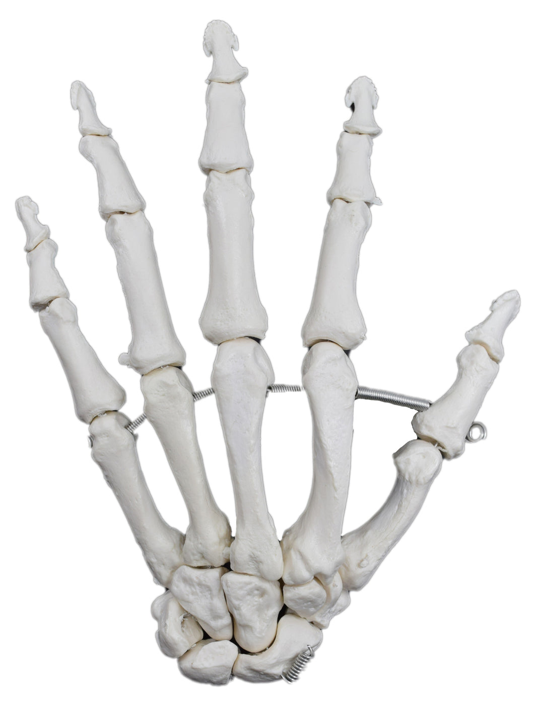 Articulated Hand Bone Model Left Detailed Human Bone Replica Anat