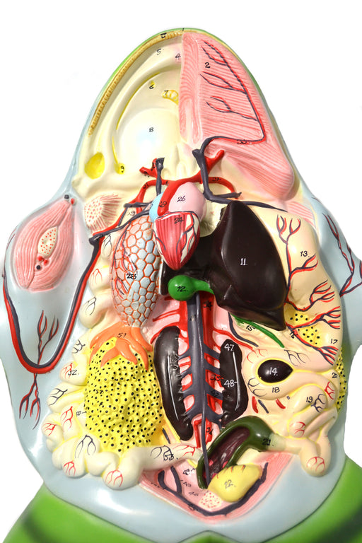 Jumbo 3D Frog Dissection Model w/ Keycard - Eisco Labs — hBARSCI