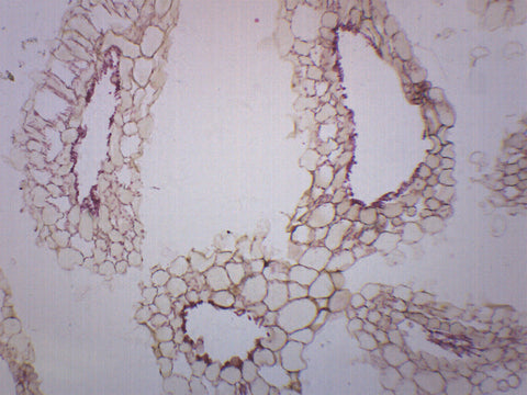 Eisco Prepared Microscope Slide - Staphylococcus Aureus Gram Positive  Microbiology