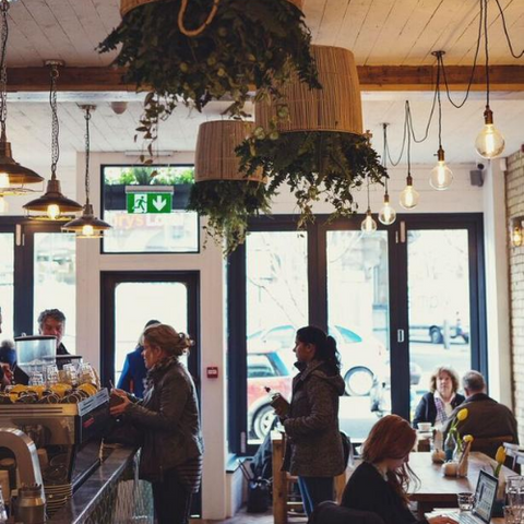 Hanging plants in a coffee shop with lights by Industville