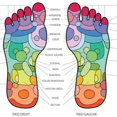 zones-reflexologie-plantaire