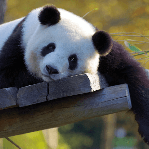 Panda géant allongé