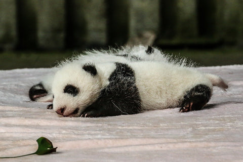 Bebe panda est un animal menacé