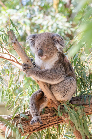 Koala sur un arbre