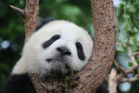 un panda derriere un arbre