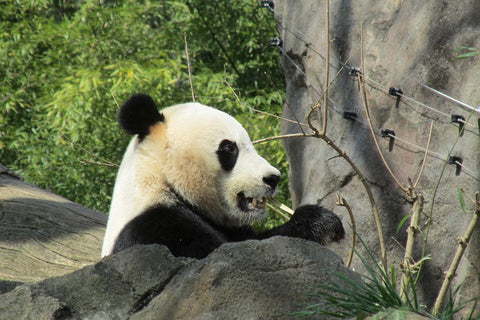 Un panda enfant dans la nature