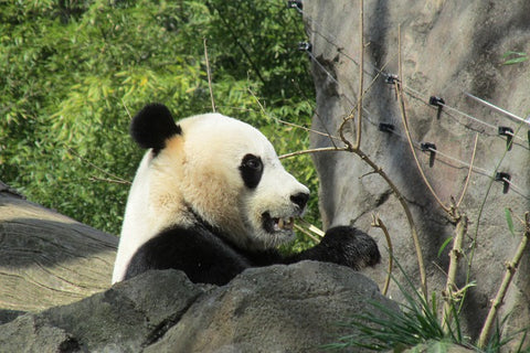 tete de panda qui mange