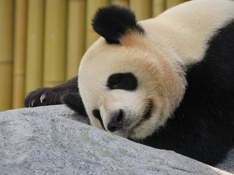 un panda allonge qui se repose