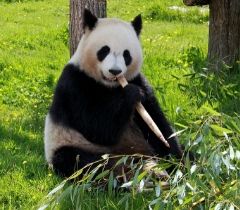un panda assis qui mange du bambou