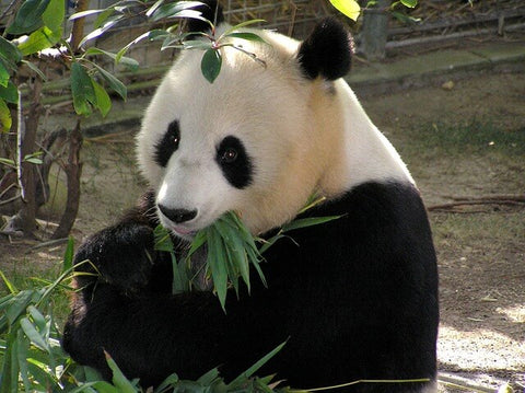 peluche panda roux geant