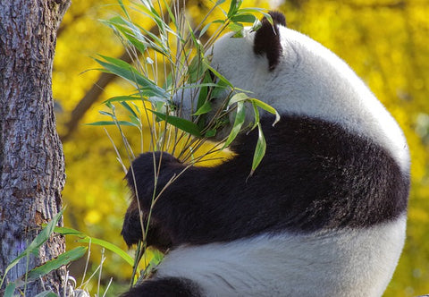 Un panda qui mange du bambou