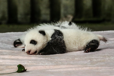 bébé panda dormeur