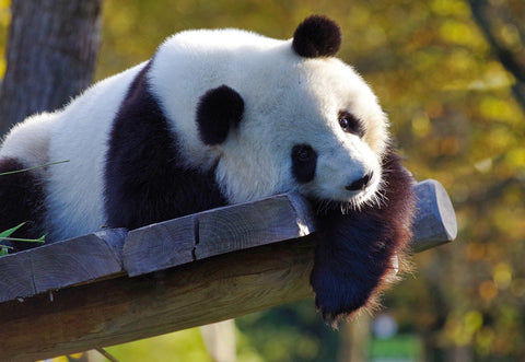 un panda qui se repose