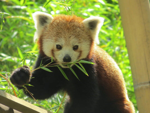 Alerte : l'adorable panda roux est en danger !