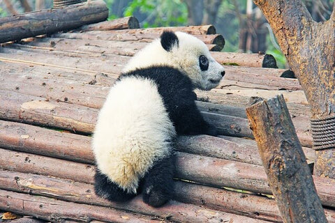 panda grimpant sur un toit