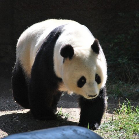 un panda a quatre pattes