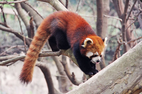 Le panda roux, une espèce en danger à l'état sauvageEspèces-menacées.fr