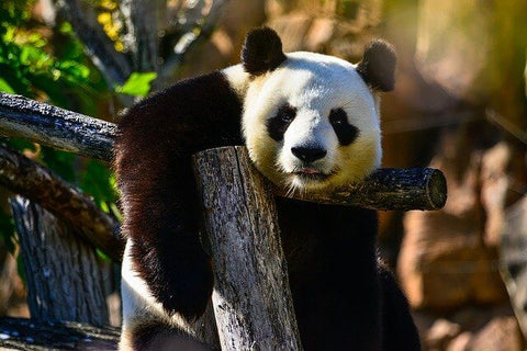 panda qui nous regarde