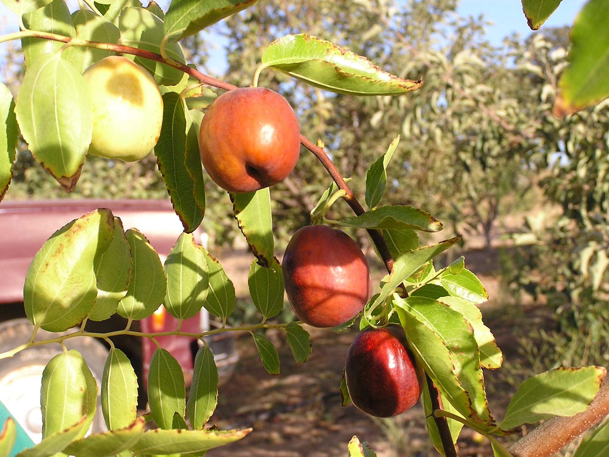 Jujube Trees – Tagged "USDA Zone_6" – Trees of Antiquity