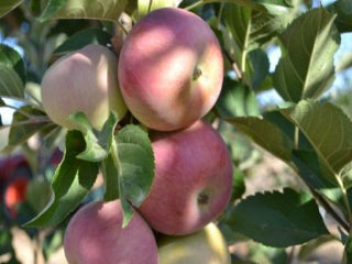 Semi-Dwarf Cortland Apple Tree - One of the slowest to brown after