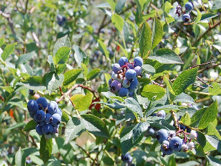 Jersey Blueberry Trees Of Antiquity