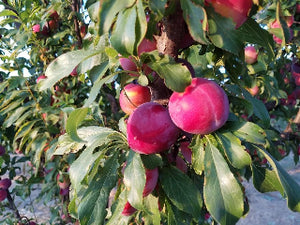 Santa Rosa Plum Pollination Chart