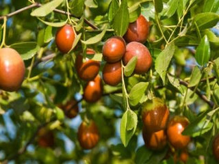 Sugarcane Jujube Trees Of Antiquity