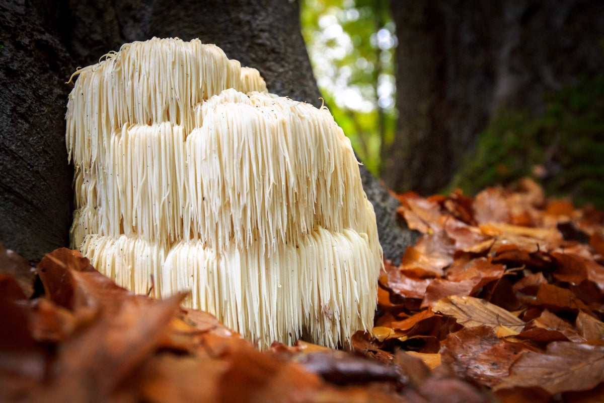 Lion's Mane Mushroom - Health Benefits and Side Effects