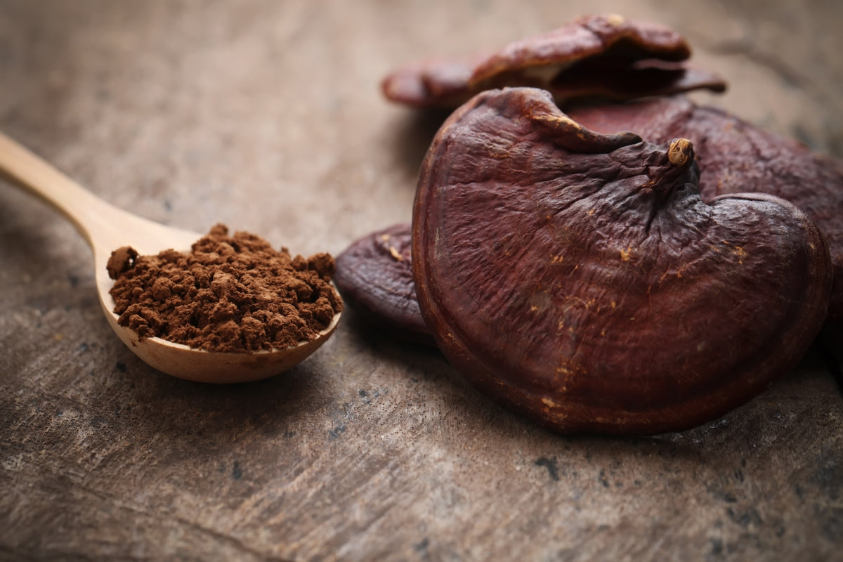 Reishi Mushroom – Benefits Of This Ancient Superfood | Natura Mushrooms News blog