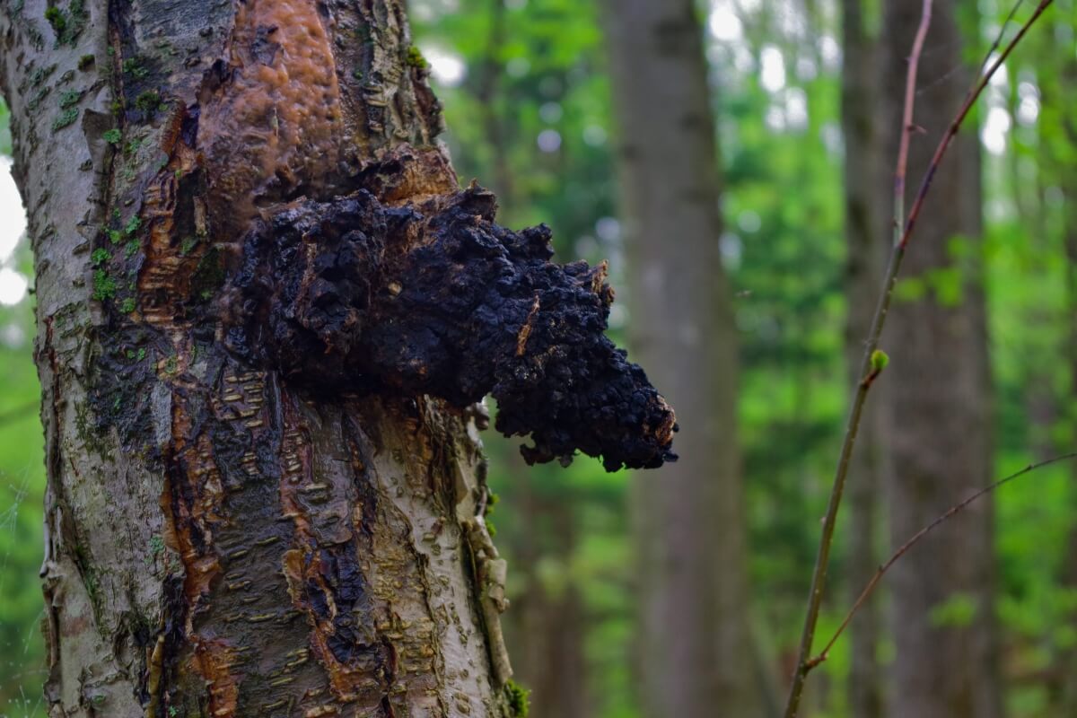 Chaga Mushroom - Types, Usage, Heath Benefits and Dosage