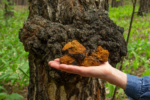 A person's hand holding up Chaga mushroom, in front of a tree growing "black mass" chaga mushroom