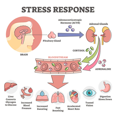 An infographic demonstrating the process of the stress response in the body