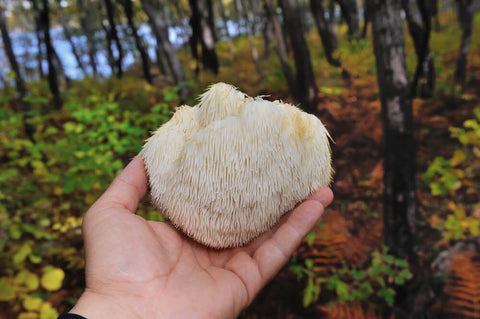 A person's hand holding up lion's mane mushroom in a forest
