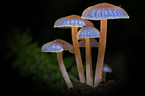 Glow up Bioluminescent Mushrooms Socks