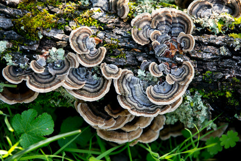 Turkey Tail mushroom, with its swirling earthy colours, growing out of a log