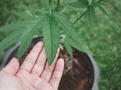 A hemp plant growing from a pot, with a person's hand hold the leaf up