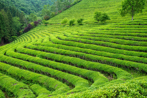 A field of camellia sinensis in Korea