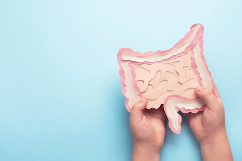 Hands holding up a plastic model of the intestines in front of a blue background