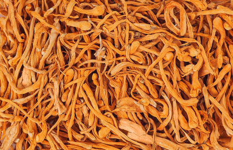 A bird's eye view and an entire frame filled with cordyceps mushroom