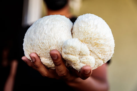 A hand holding out a lion's mane mushroom with a man's face out of focus in the background