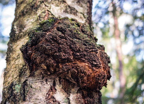 Chaga mushroom, looking like a lump of charcoal, growing out of a birch tree