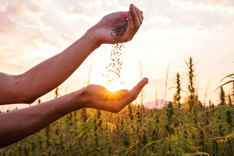 Two hands sprinkling hemp seeds in a field of hemp