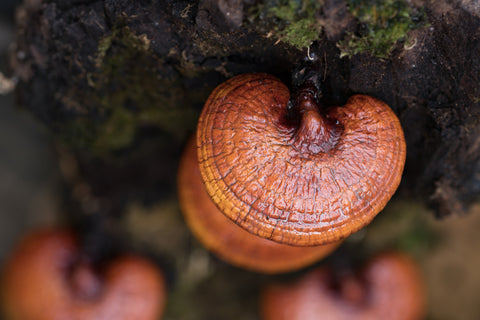 A bird's eye view looking down at reishi mushroom